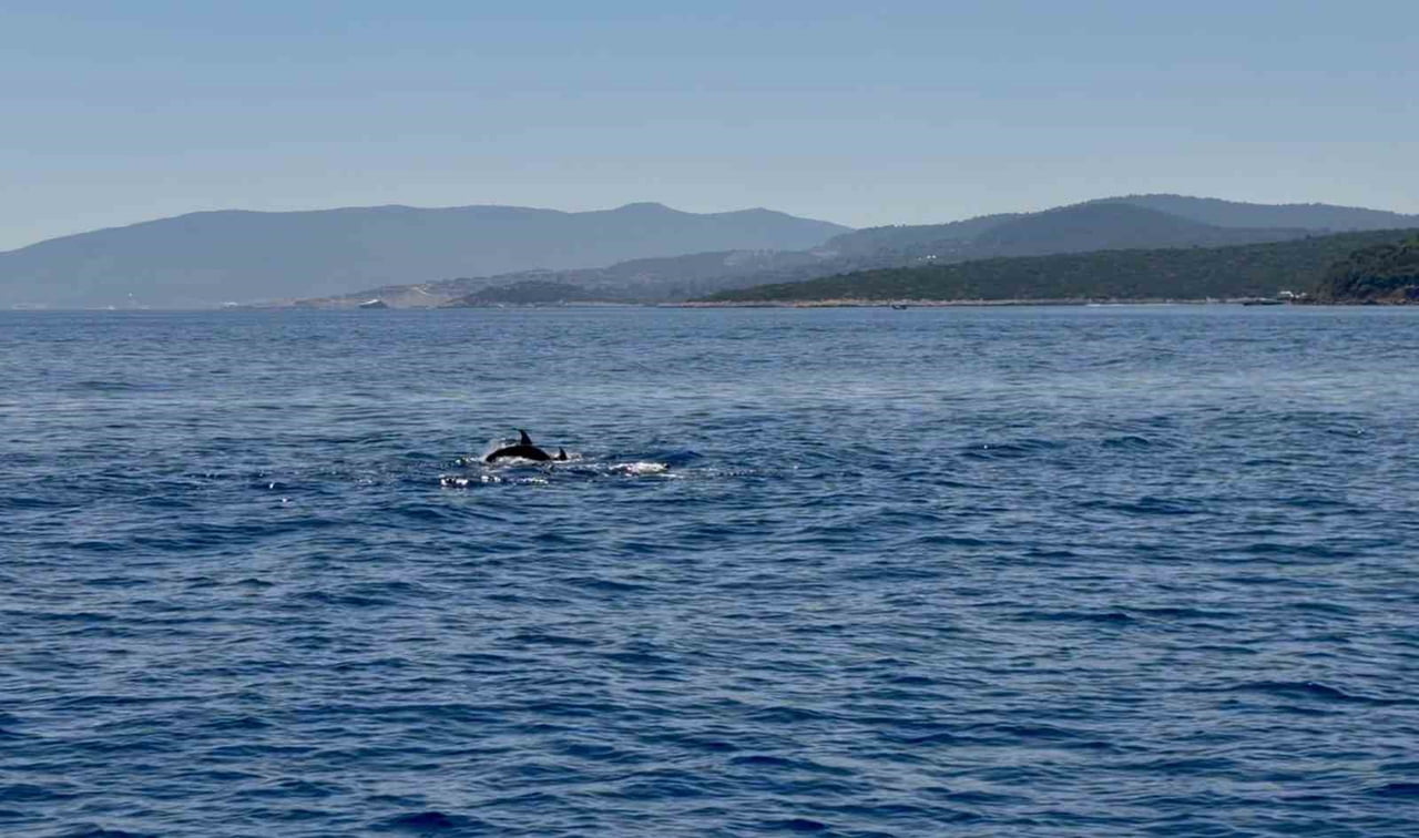 MUĞLA VALİSİNİ DENİZDE YUNUSLAR KARŞILADI