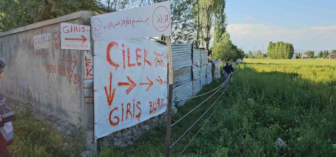MUŞ'UN HASKÖY İLÇESİNDE FAALİYET GÖSTEREN BİR ÇİLEK ÜRETİCİSİ, HAYATA GEÇİRDİĞİ "DALINDAN TOPLA"...