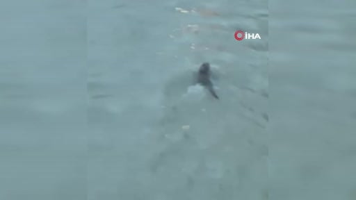 Nesli koruma altında olan su samuru ile denizde yunus balıkları görüntülendi