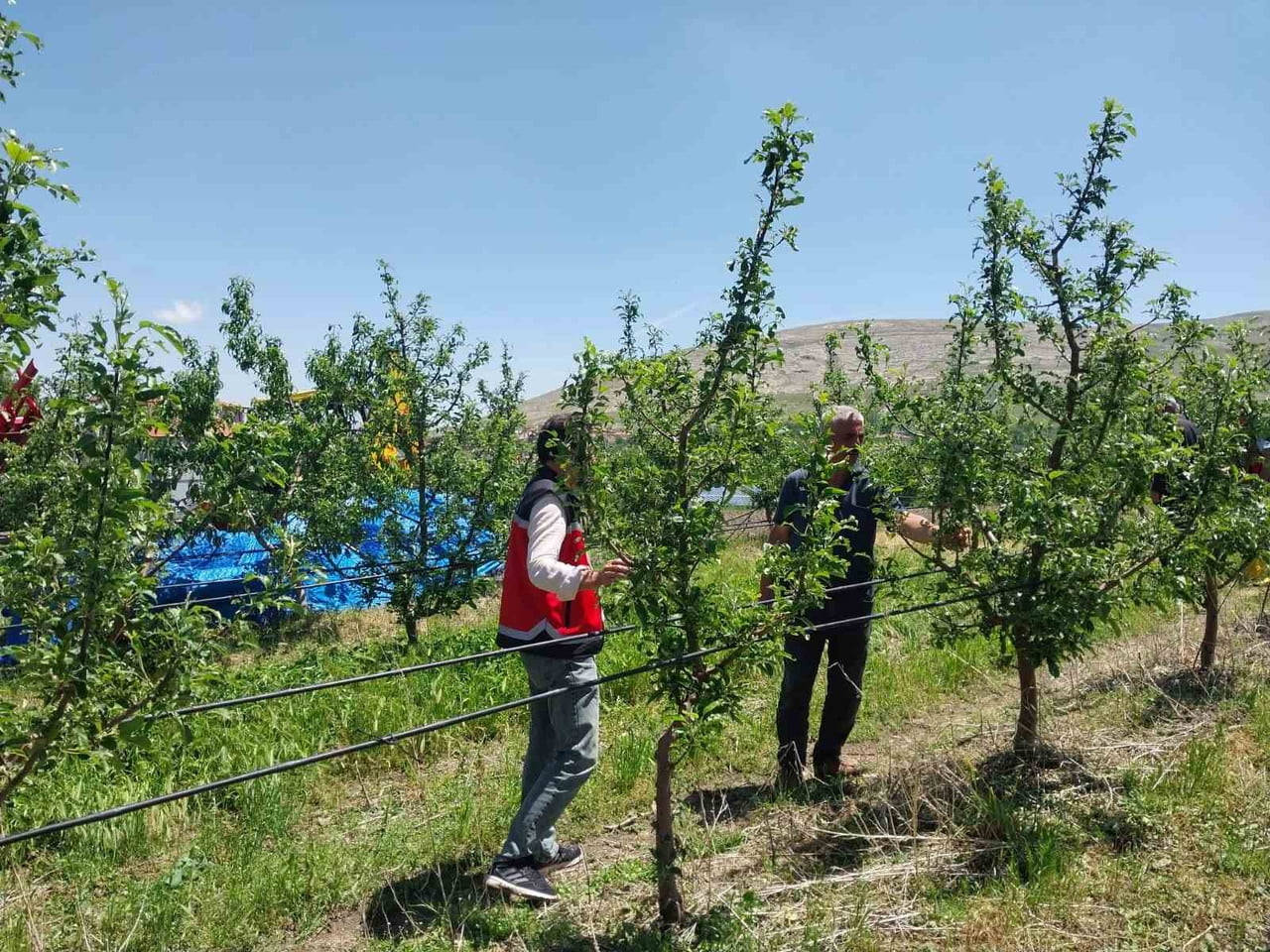 NİĞDE’DE DOLU VE SAĞANAK TARIM ARAZİLERİNE ZARAR VERDİ