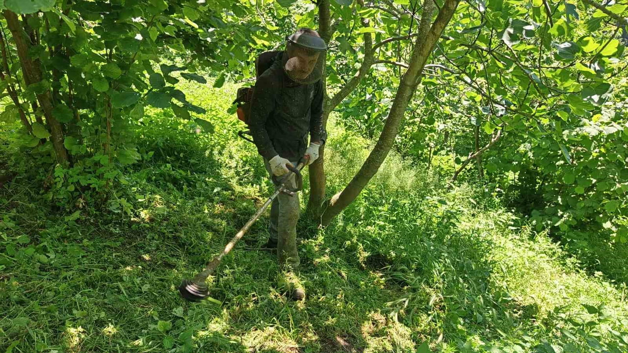 ORDU'DA ÜRETİCİLER, YAKLAŞAN HASAT SEZONU ÖNCESİNDE BAHÇELERDE TEMİZLİK ÇALIŞMALARINA...