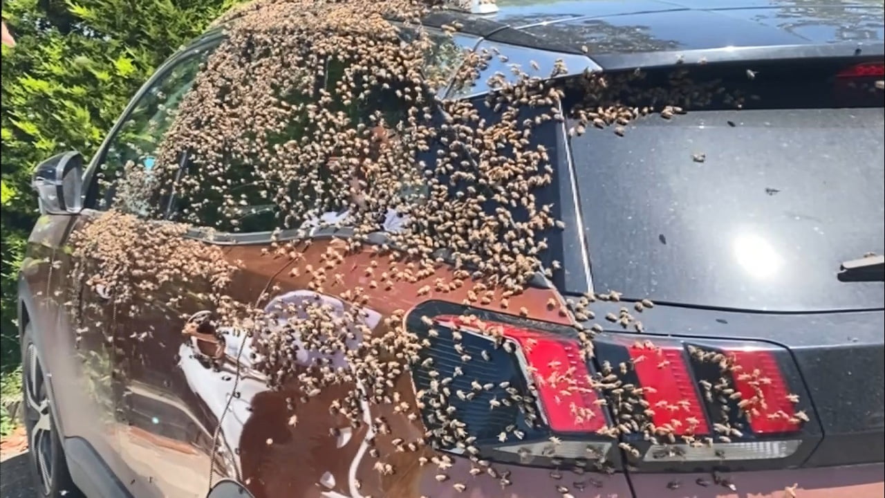 ORDU’NUN ALTINORDU İLÇESİNDE ‘OĞUL ATAN’ ARILAR, ŞEHİR MERKEZİNDE BULUNAN BİR OTOMOBİLİ SARDI. O...