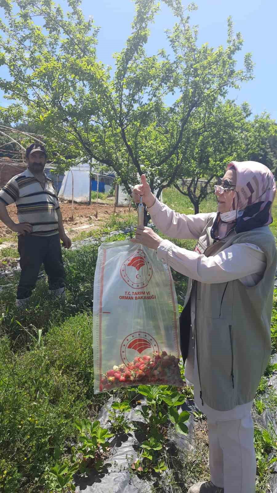 ORHANELİ İLÇE TARIM VE ORMAN MÜDÜRLÜĞÜ ZİRAAT MÜHENDİSLERİ TARAFINDAN TARIMSAL ÜRÜNLERE ZARAR...