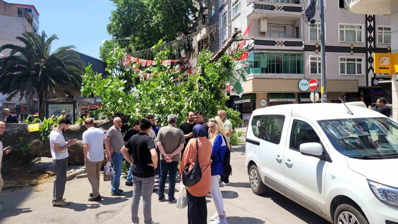 ORHANGAZİ'DE ASIRLIK ÇINAR DEVRİLDİ