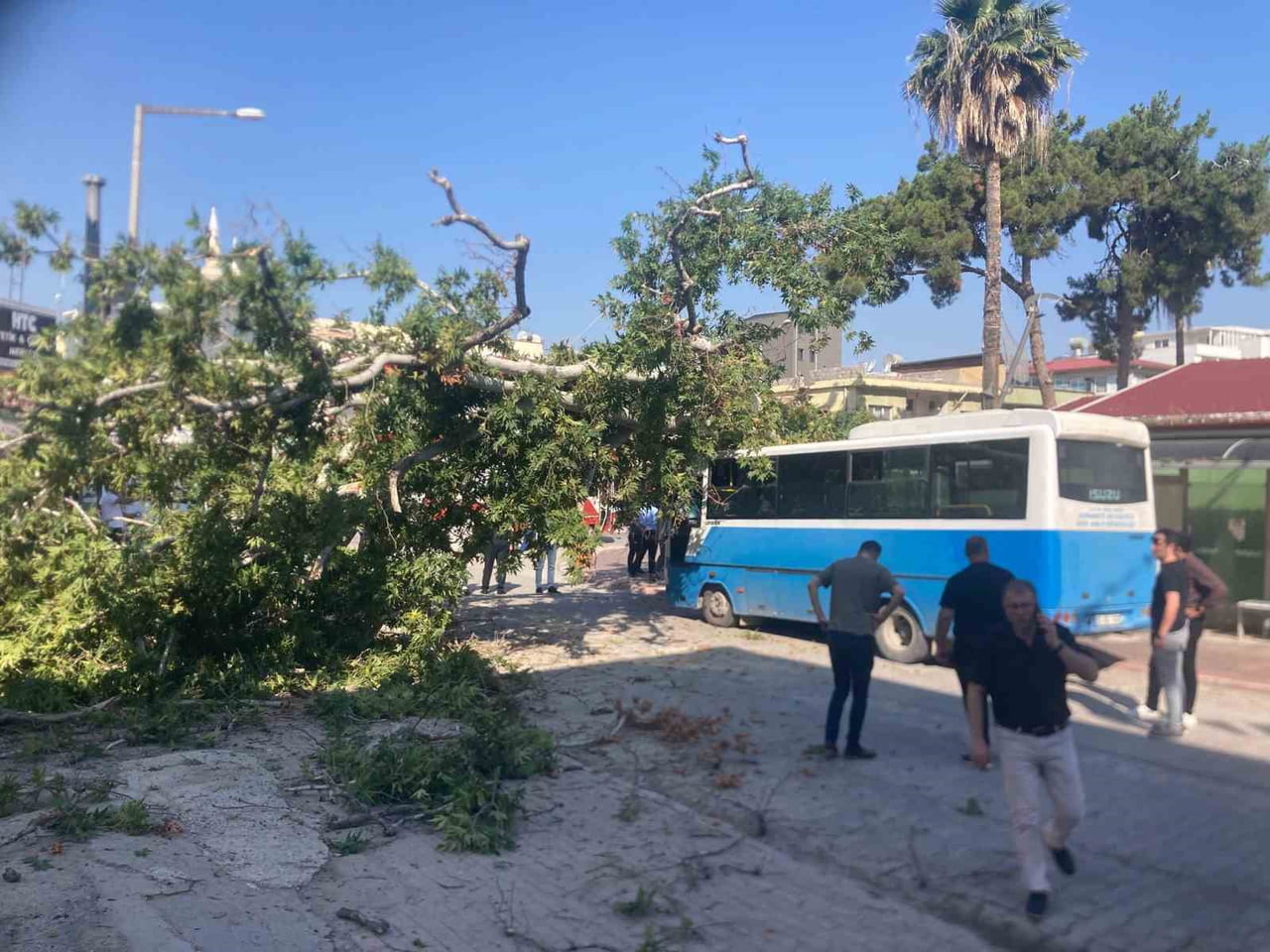 OSMANİYE'DE ÇINAR AĞACI HALK OTOBÜSÜNÜN ÜZERİNE DÜŞTÜ: BİR KİŞİ SANİYELERLE KURTULDU