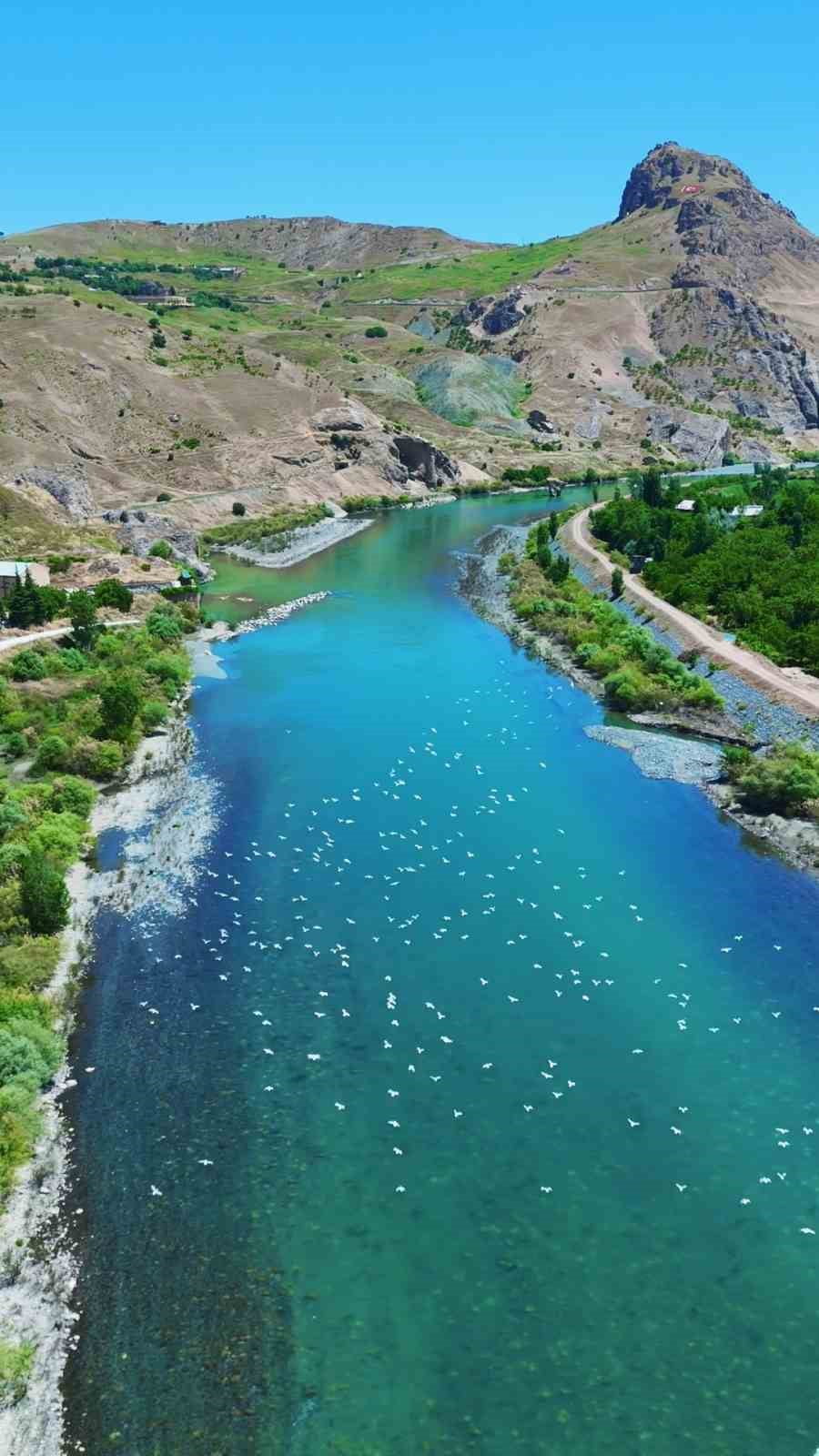 PALU İLÇESİNDEN GEÇEN MURAT NEHRİ'NDE MARTILARIN GÖRSEL ŞÖLENİ DRON İLE GÖRÜNTÜLENDİ.