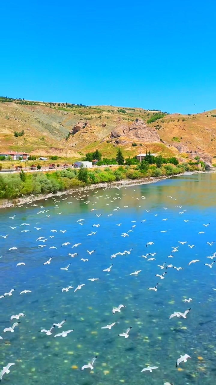 PALU İLÇESİNDEN GEÇEN MURAT NEHRİ'NDE MARTILARIN GÖRSEL ŞÖLENİ DRON İLE GÖRÜNTÜLENDİ.