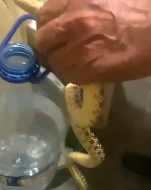 POLATLI İLÇESİNDE YERLEŞİM YERİNDE GÖRÜLEN YILANLAR VATANDAŞLARI TEDİRGİN ETTİ.