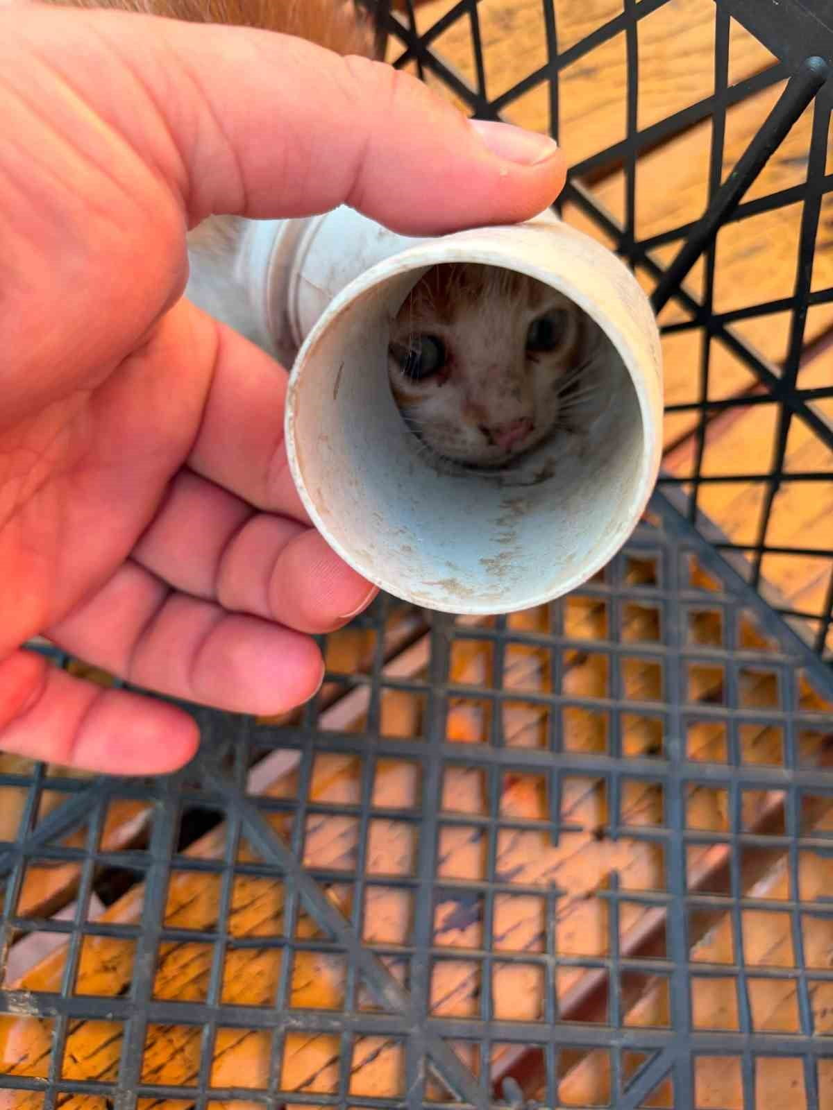 PVC BORUSUNA SIKIŞAN YAVRU KEDİ KURTARILDI