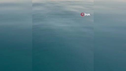 Sahile 75 metre mesafede oltaya 1,5 metrelik kuzu balığı takıldı