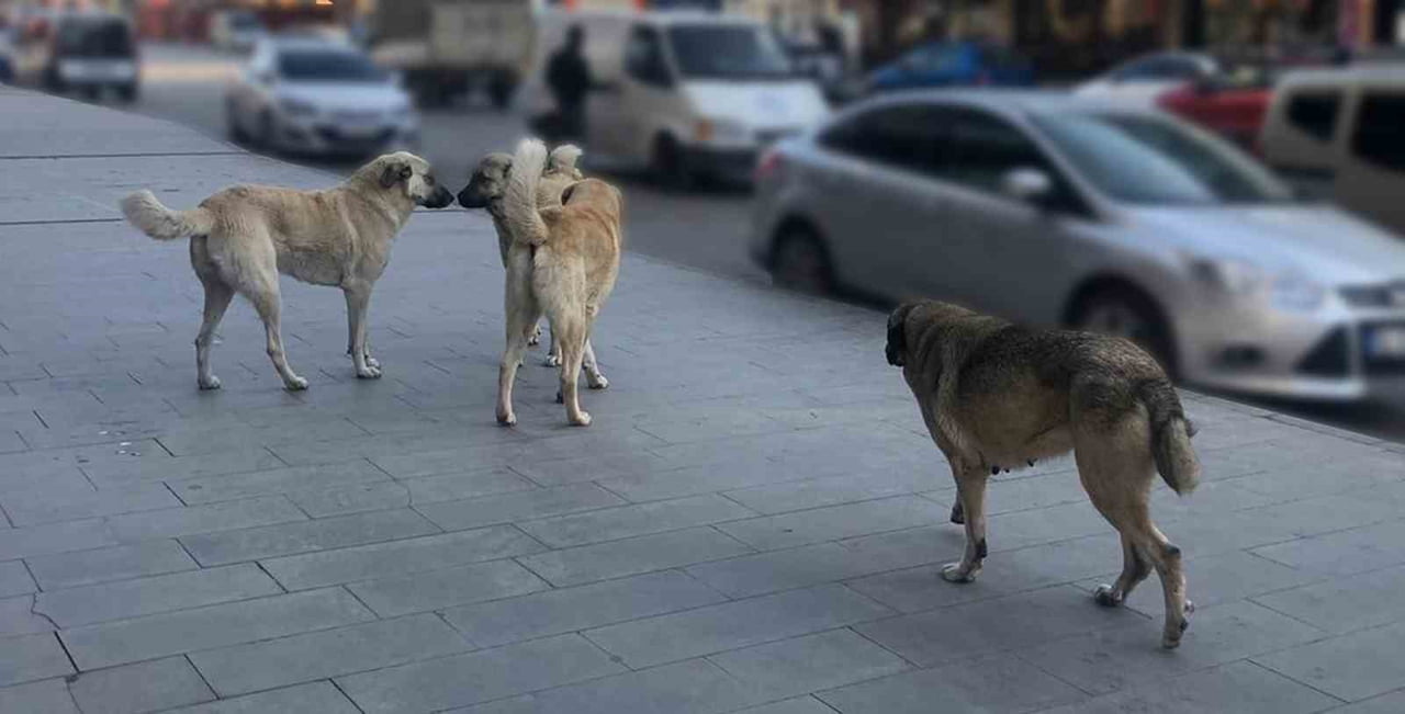 SAHİPSİZ KÖPEKLERİN TAMAMI YIL SONUNA KADAR BARINAKLARA ALINACAK