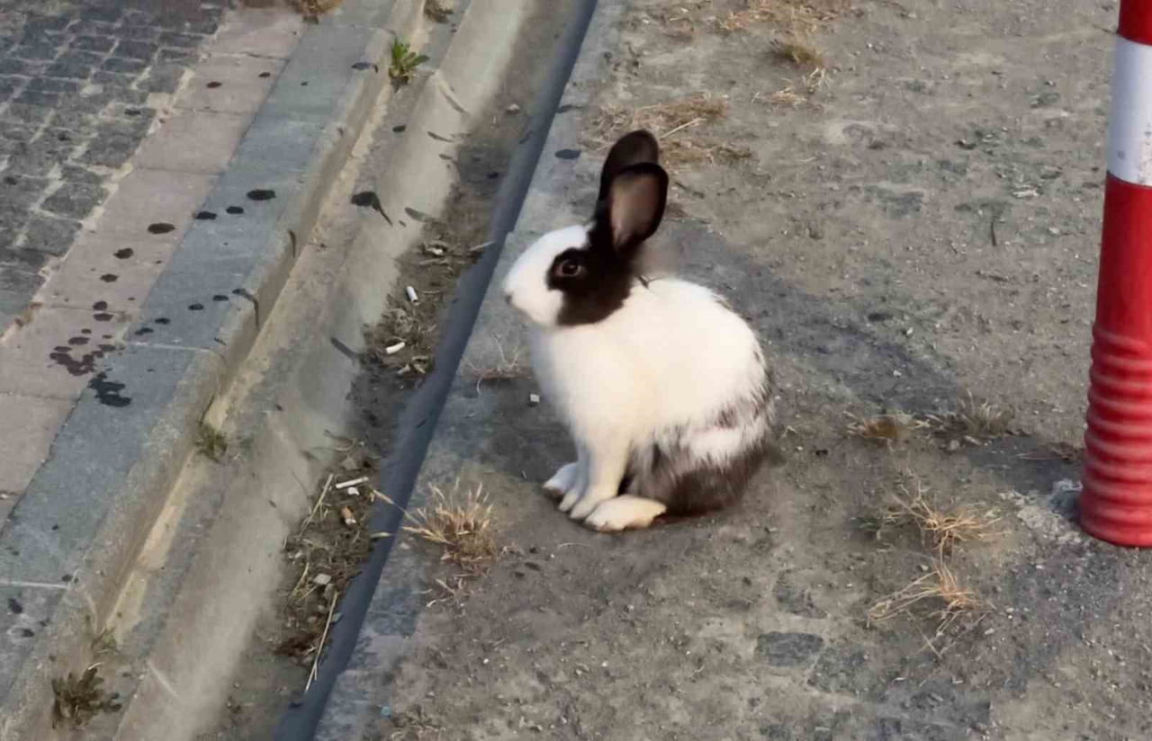 SAMSUN'UN ATAKUM İLÇESİNDE SAHİL BANDINDA GÖRÜLEN TAVŞANLAR, SABAH SAATLERİNDE YÜRÜYÜŞ YAPAN...