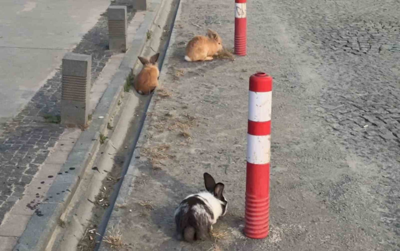 SAMSUN'UN ATAKUM İLÇESİNDE SAHİL BANDINDA GÖRÜLEN TAVŞANLAR, SABAH SAATLERİNDE YÜRÜYÜŞ YAPAN...