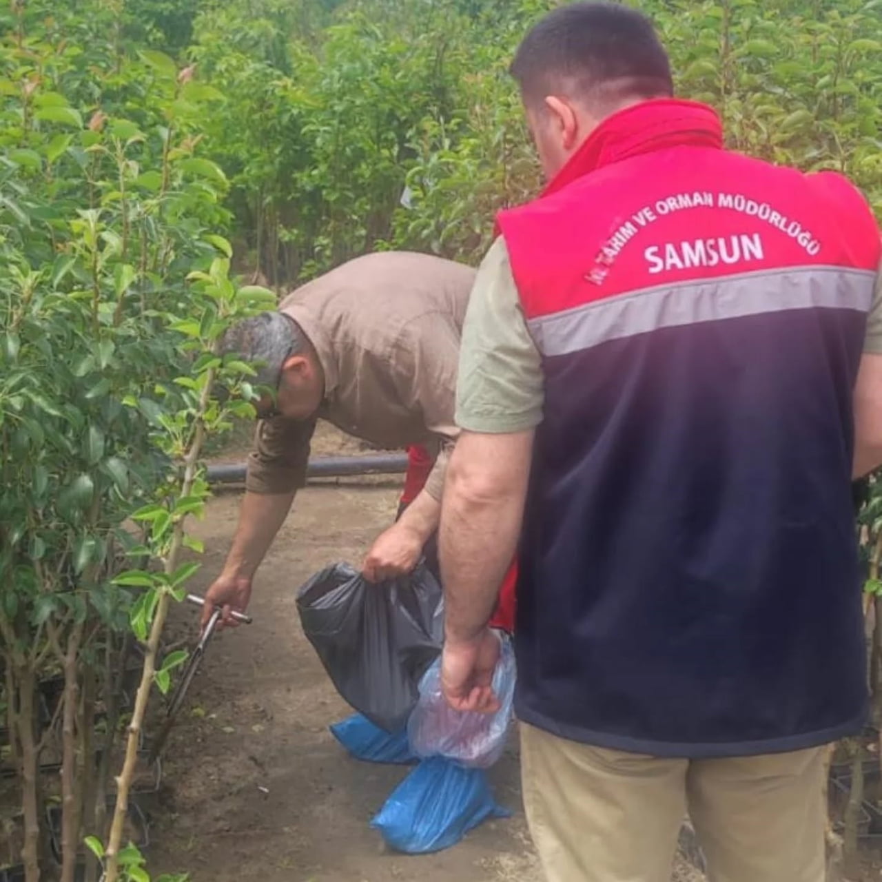 SAMSUN’DA BİTKİ SAĞLIĞI VE ÜRETİM GÜVENLİĞİNİ ARTIRMAYA YÖNELİK YÜRÜTÜLEN KONTROLLER KAPSAMINDA...