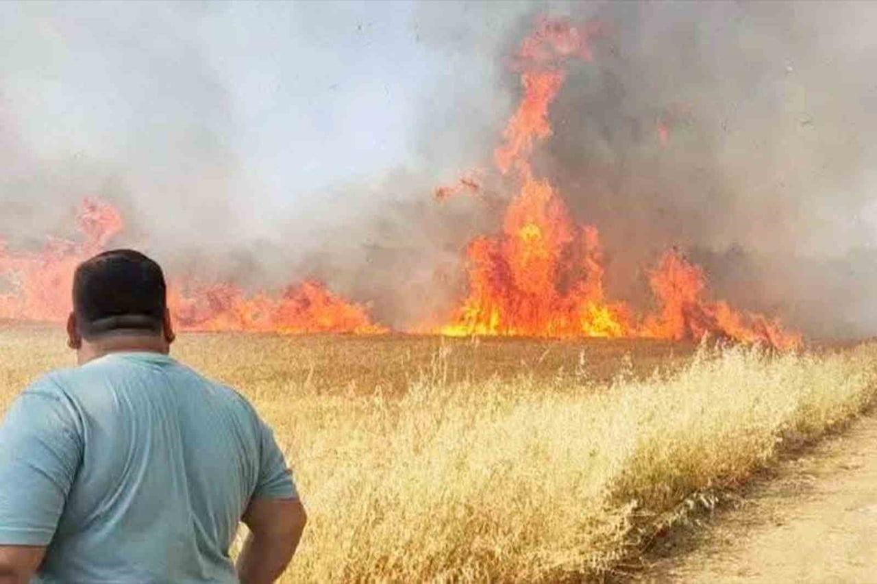 ŞANLIURFA'DA BUĞDAY TARLASINDA KORKUTAN YANGIN