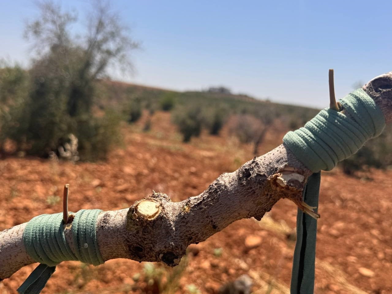 ŞANLIURFA’DA FISTIK AŞILAMA DÖNEMİ BAŞLADI