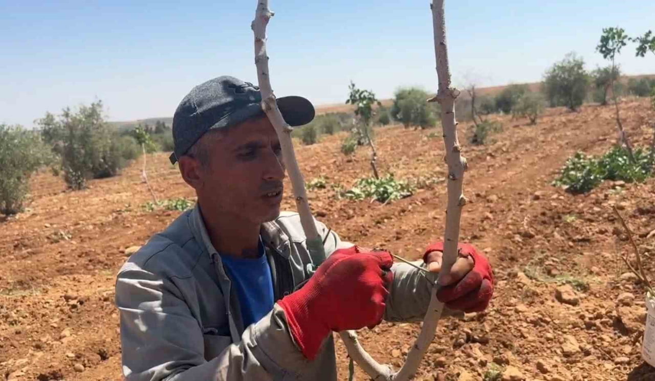ŞANLIURFA’DA FISTIK AŞILAMA DÖNEMİ BAŞLADI