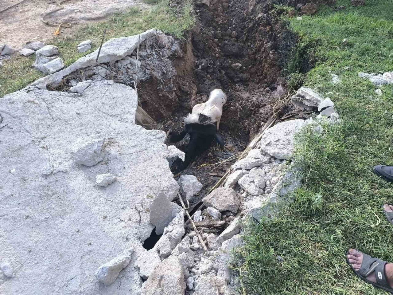 ŞANLIURFA’DA FOSEPTİK ÇUKURUNA DÜŞEN İNEK KURTARILDI