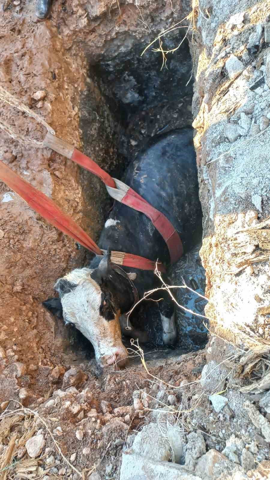 ŞANLIURFA’DA FOSEPTİK ÇUKURUNA DÜŞEN İNEK KURTARILDI