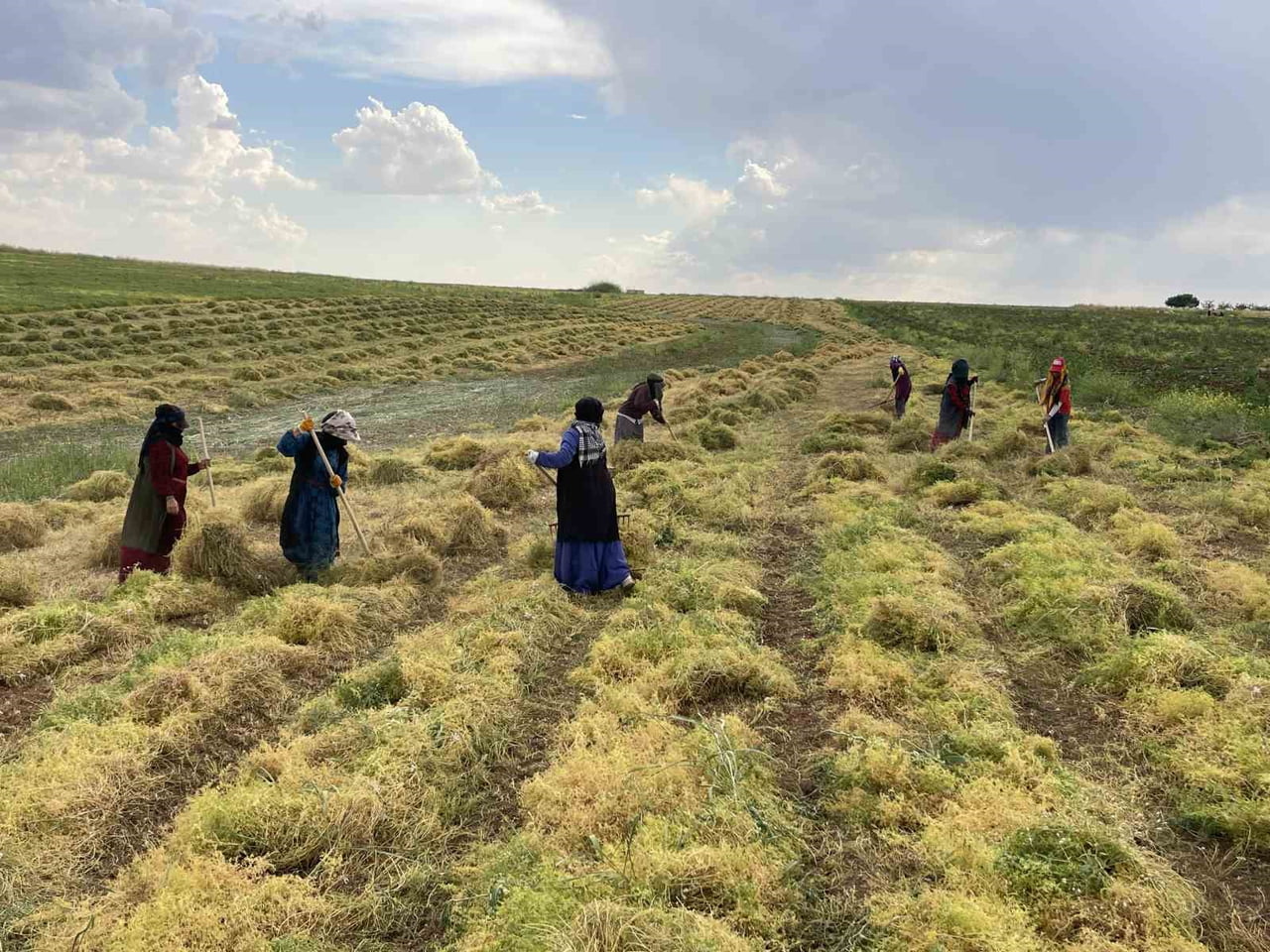 ŞANLIURFA’DA MERCİMEK HASADI BAŞLADI
