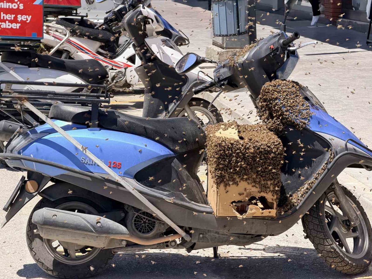 ŞEHRİN GÖBEĞİNDE OĞUL VEREN ARILAR İLGİ ODAĞI OLDU