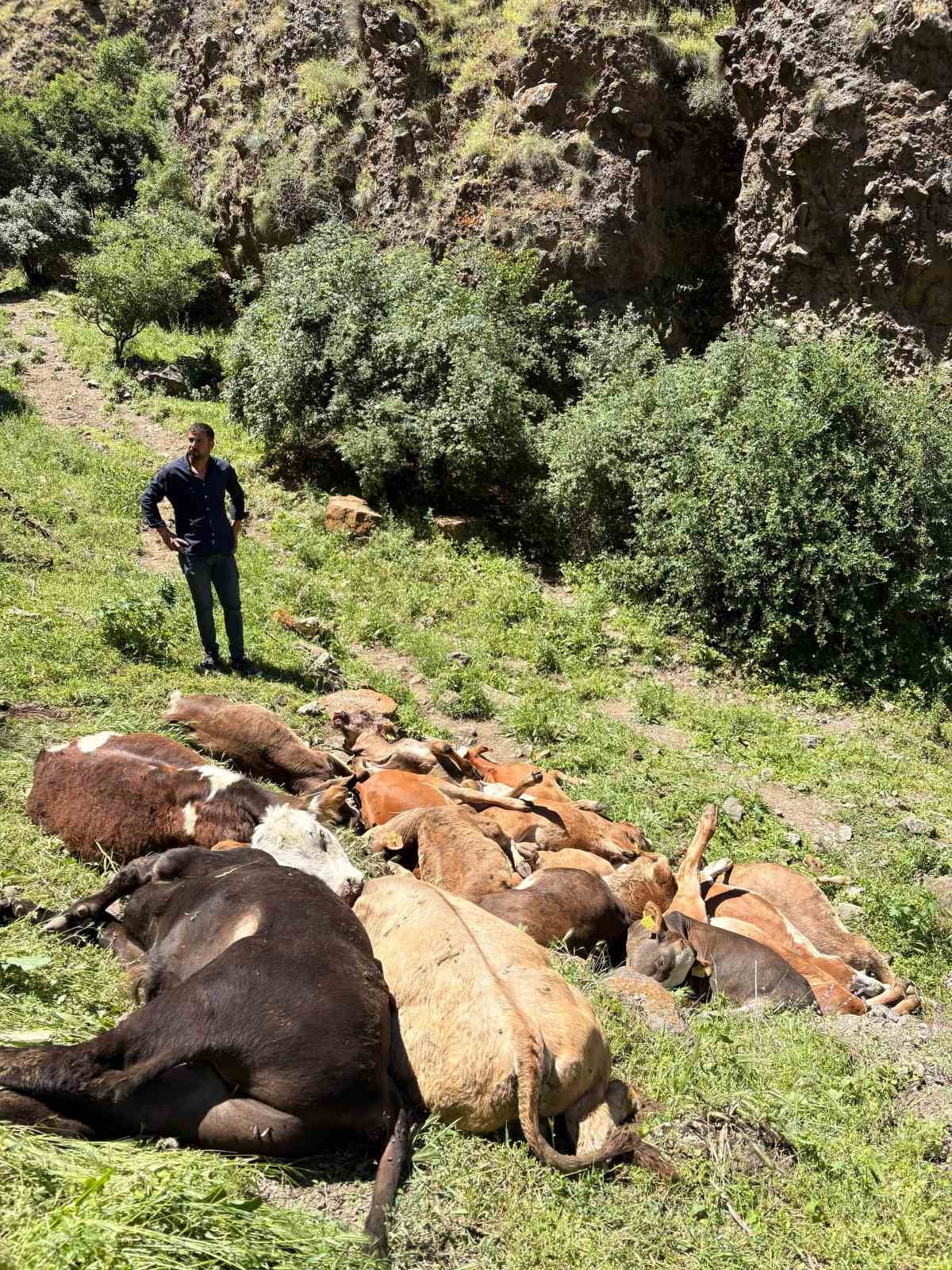 ŞENKAYA'DA 26 BUZAĞI KAYALIKLARDAN DÜŞEREK TELEF OLDU