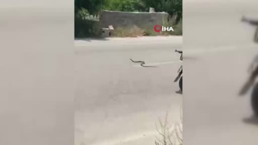 Sıcaklar geldi, yılanlar ortaya çıktı: Mersin'de son 1,5 ayda 184 yılan vakası