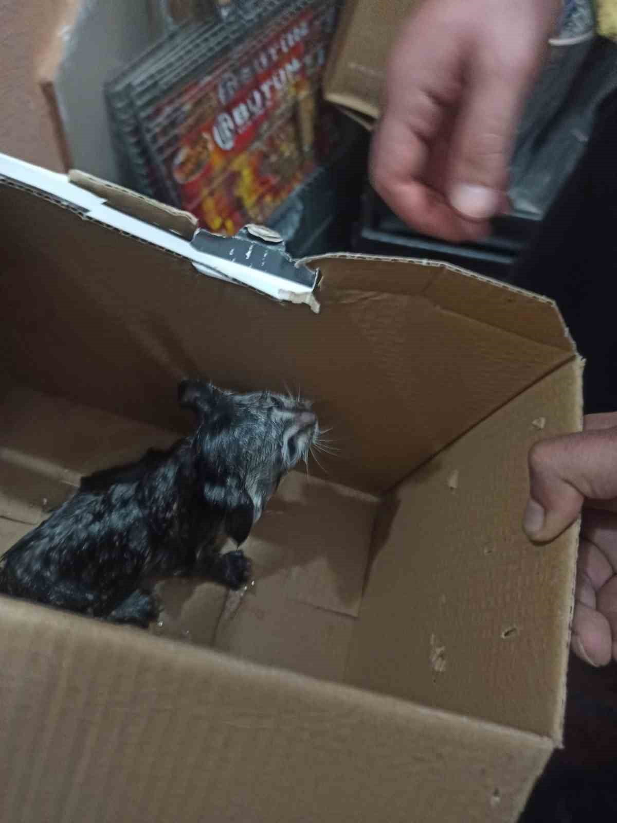 SİİRT'TE LAVABO BORUSUNA SIKIŞAN YAVRU KEDİ KURTARILDI