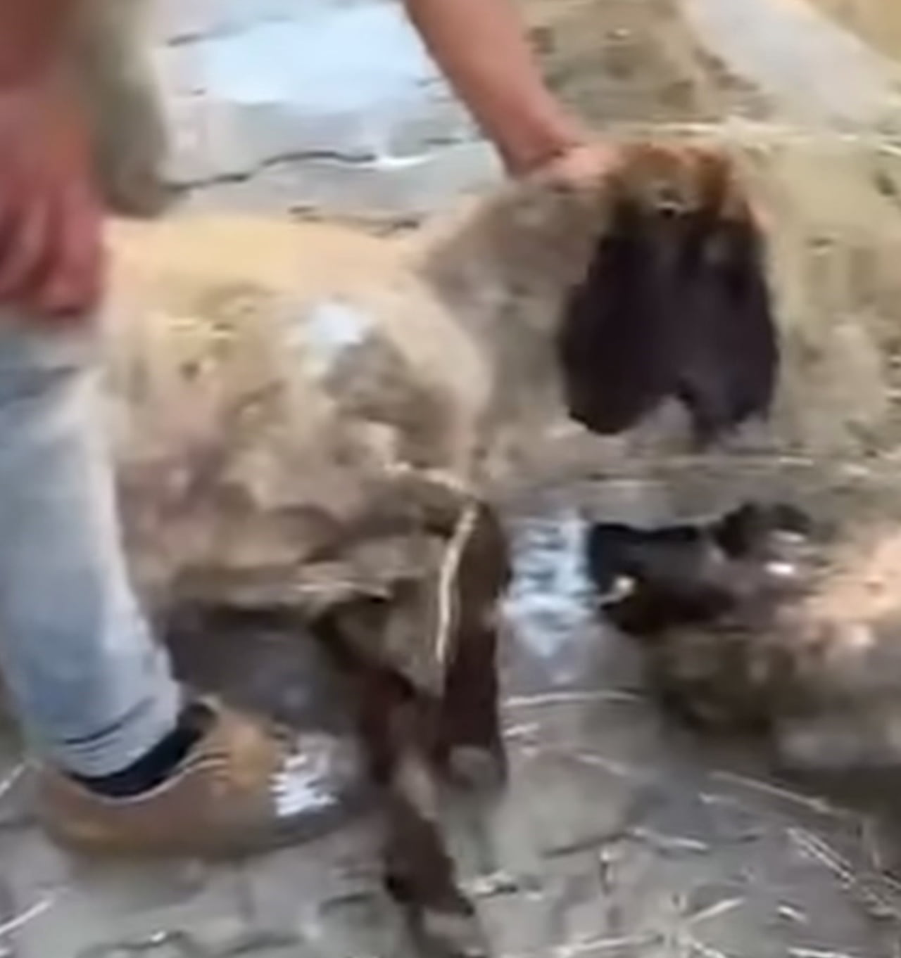 SİİRT'TE RÖGAR KAPAĞINDAN SIZAN SUYU İÇTİKLERİ İDDİA EDİLEN 32 KÜÇÜKBAŞ HAYVAN TELEF...