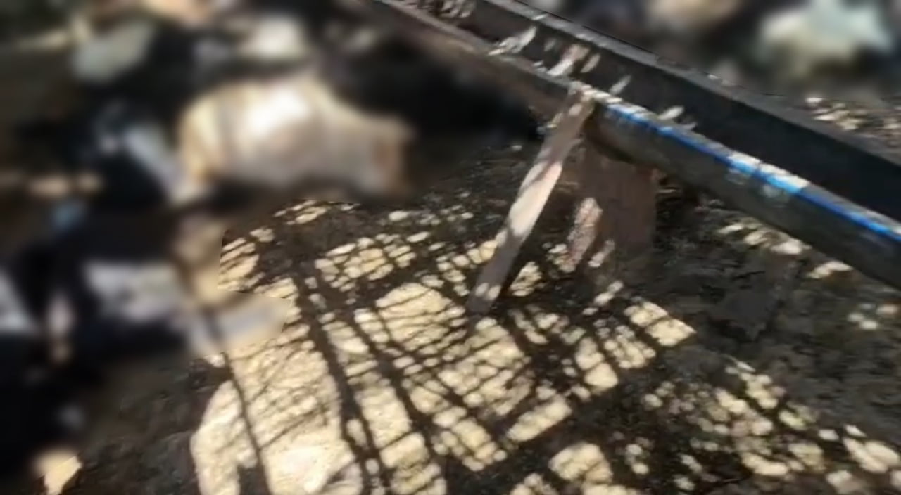 SİİRT’İN ŞİRVAN İLÇESİNDE GECE SAATLERİNDE AHIRA GİREN BAŞIBOŞ KÖPEKLERİN SALDIRISI SONUCU 26 KEÇİ...