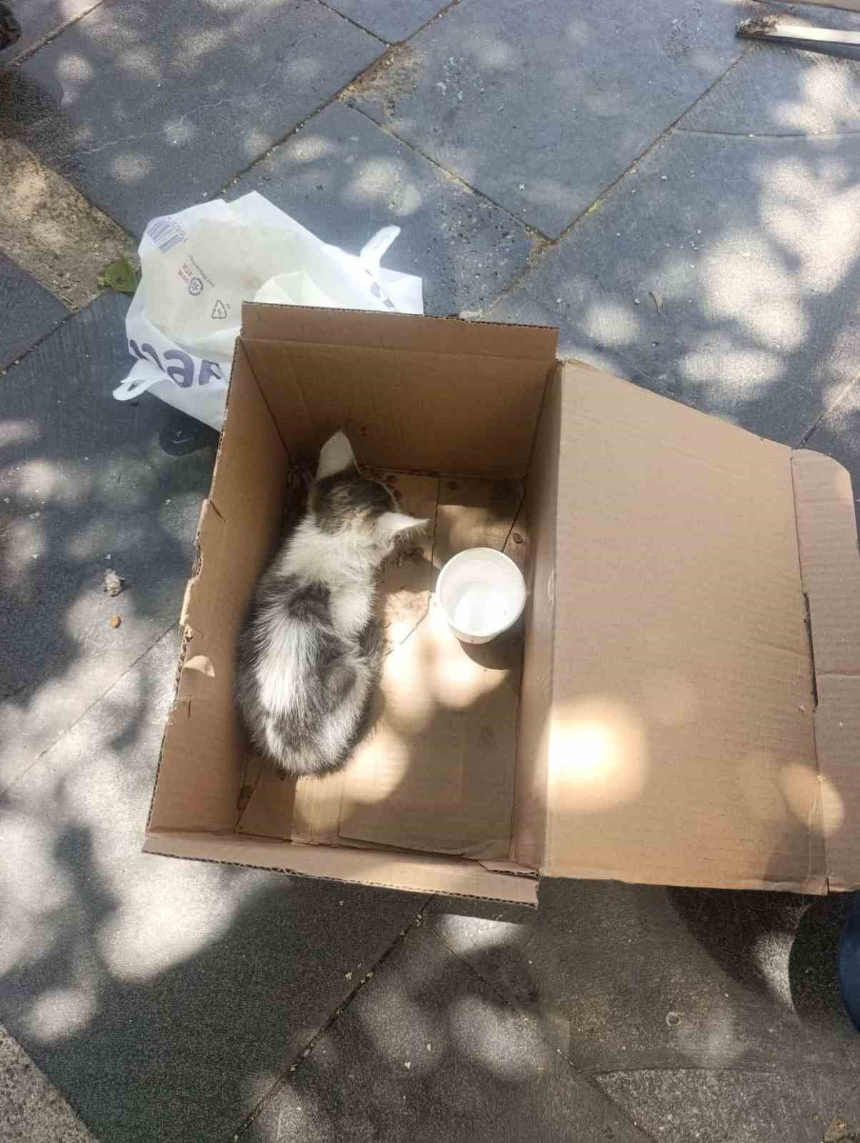 SİİRT’TE REKLAM PANOSUNA SIKIŞAN YAVRU KEDİ AFAD EKİPLERİNCE KURTARILDI