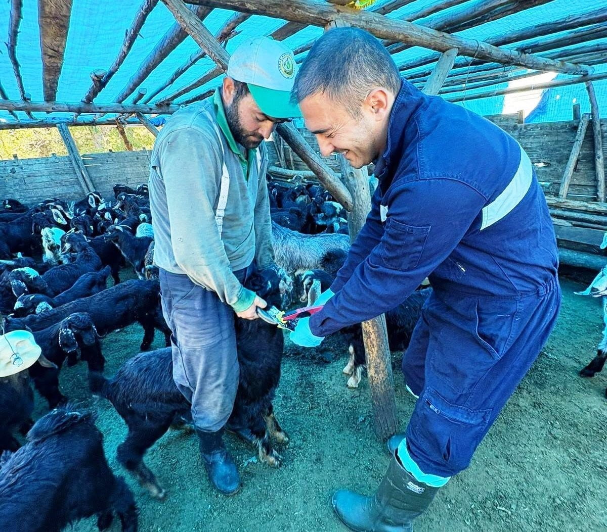 SİMAV’DA KÜÇÜKBAŞ HAYVANLARA AŞILAMA VE KÜPELEME ÇALIŞMASI