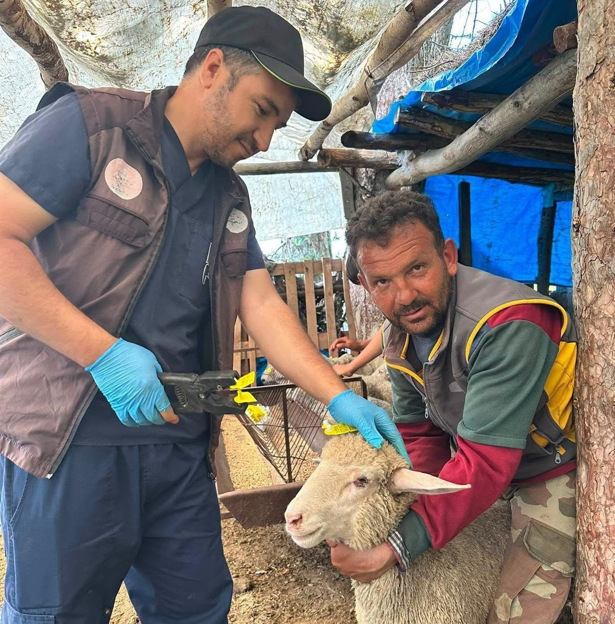 SİMAV’DA KÜÇÜKBAŞ HAYVANLARA AŞILAMA VE KÜPELEME ÇALIŞMASI
