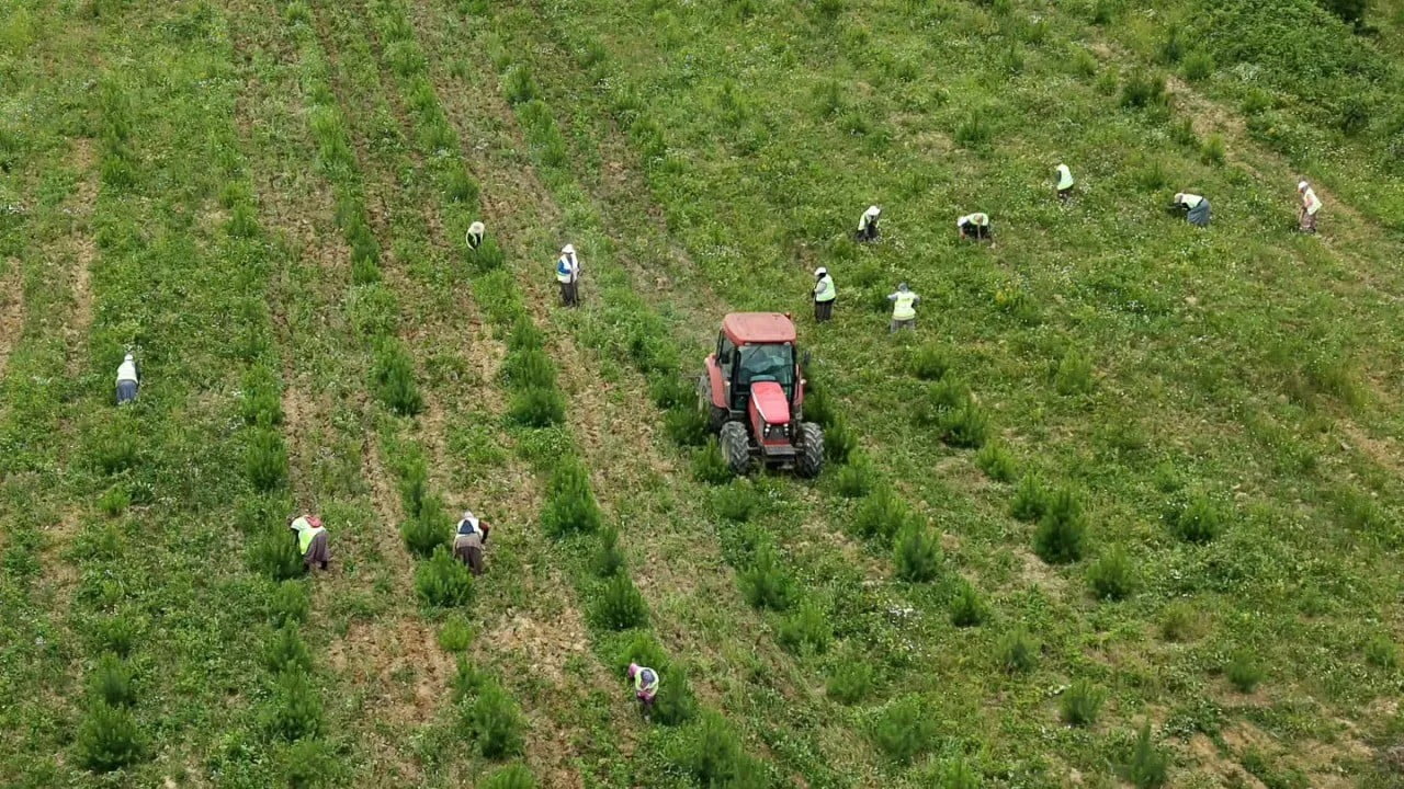 SİNOP ORMAN İŞLETME MÜDÜRLÜĞÜ AĞAÇLANDIRMA ŞEFLİĞİ TARAFINDAN ENDÜSTRİYEL AĞAÇLANDIRMA SAHALARINDA...