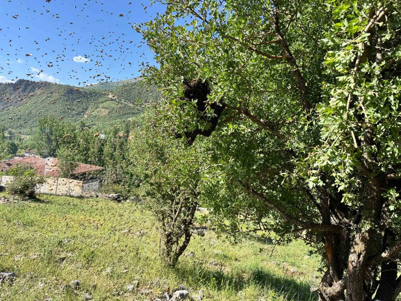 ŞIRNAK’TA ÇETİN GEÇEN KIŞ ARDINDAN İLK BAHAR BEREKETİYLE GELDİ. BAL ARILARI OĞUL VERME DÖNEMİ...