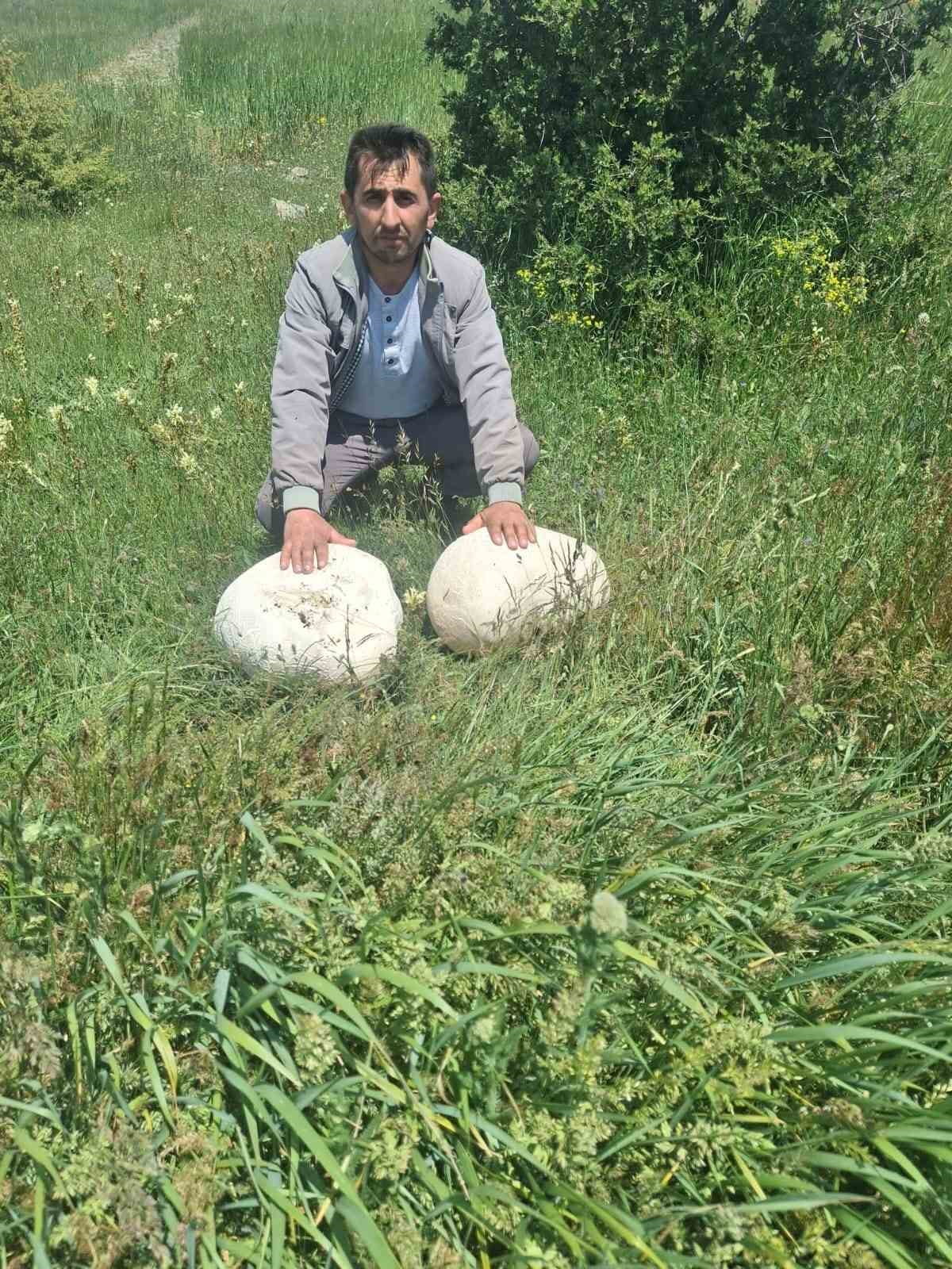 SİVAS'IN YILDIZELİ İLÇESİ SUBAŞI KÖYÜ MUHTARI FERHAT MERAN, DOĞADA YAPTIĞI GEZİ SIRASINDA YAKLAŞIK...