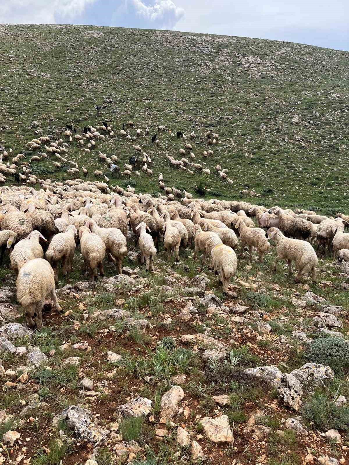 SİVAS’IN GÜRÜN İLÇESİNDE KOYUN SÜRÜSÜNÜN ÜZERİNE YILDIRIM DÜŞTÜ, 5 KOYUN TELEF...