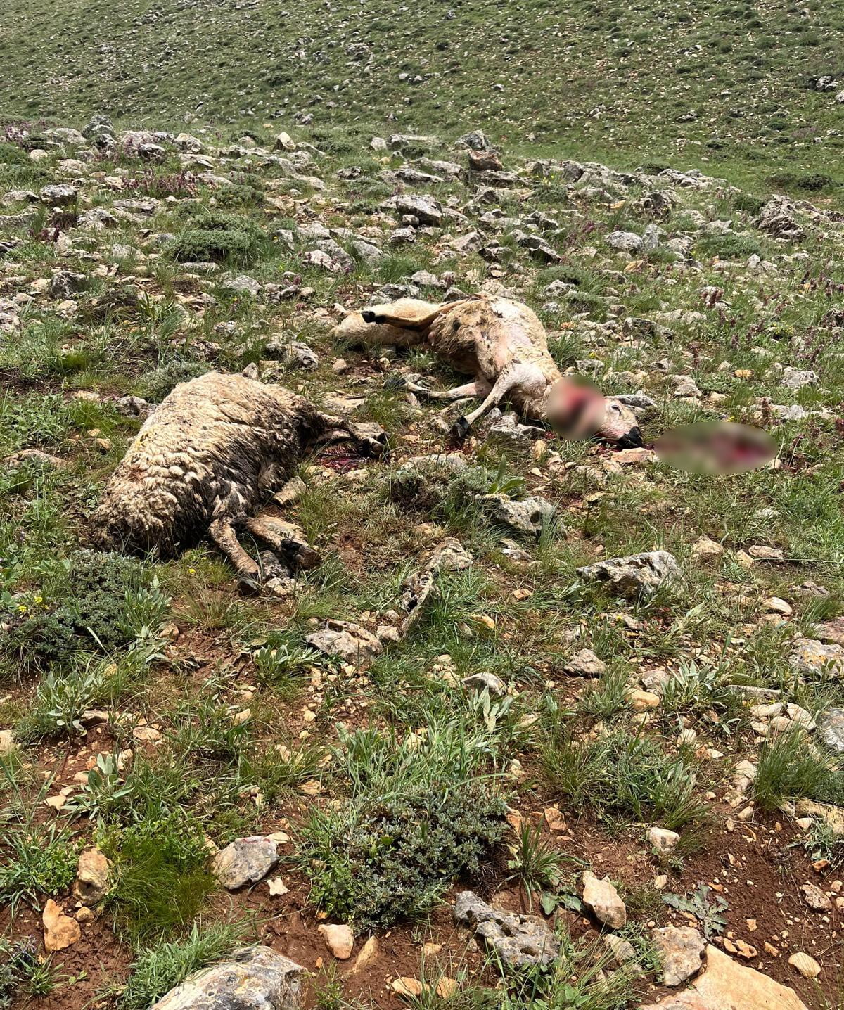 SİVAS’IN GÜRÜN İLÇESİNDE KOYUN SÜRÜSÜNÜN ÜZERİNE YILDIRIM DÜŞTÜ, 5 KOYUN TELEF...