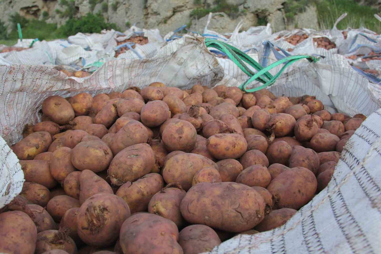 SİVAS’IN ZARA İLÇESİNDE 2026 YILI PATATES EKİM SEZONU BAŞLADI. İLÇE GENELİNDE YAKLAŞIK 15 BİN...