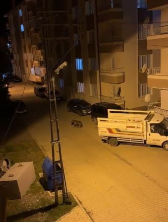SİVAS’TA BİR AYI GÜNDÜZ ARAZİDE GECE İSE SOKAK ARALARINDA GÖRÜNTÜLENDİ. İLÇEDE YAŞAYAN...