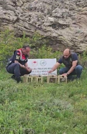 SİVAS’TA BİR KİŞİ TARAFINDAN USULSÜZ ŞEKİLDE ELE GEÇİRİLEN 4 KINALI KEKLİK DOĞAYA...
