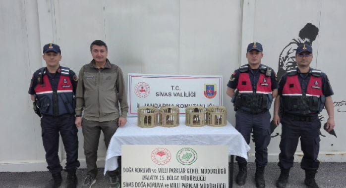 SİVAS’TA BİR KİŞİ TARAFINDAN USULSÜZ ŞEKİLDE ELE GEÇİRİLEN 4 KINALI KEKLİK DOĞAYA...