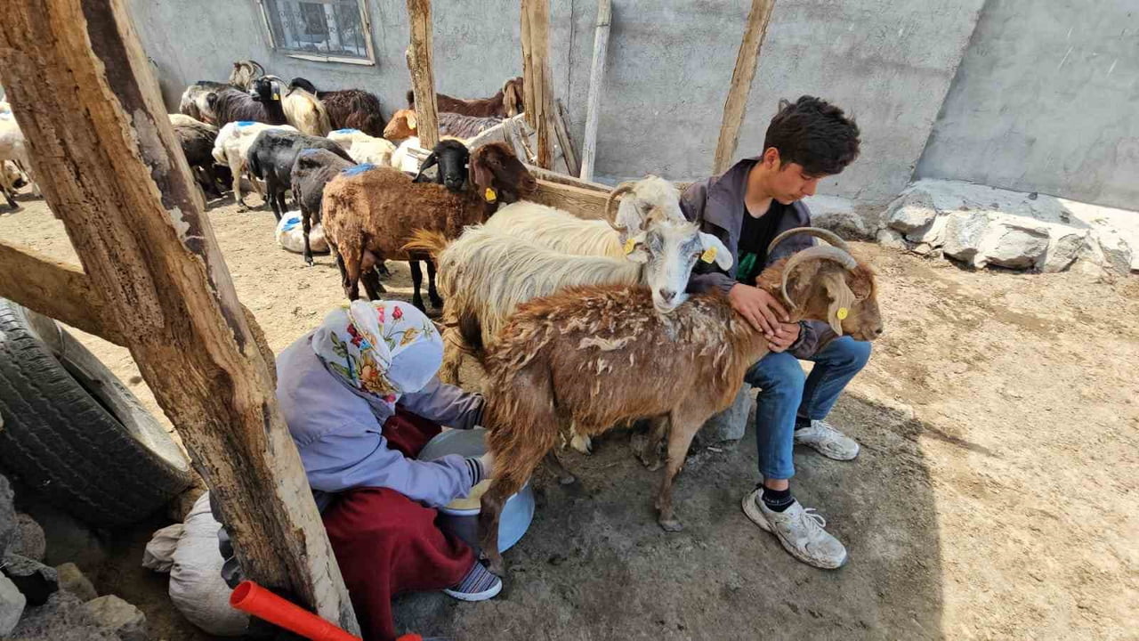 SÜTEY YAYLASI’NDA BESİCİLER, HAYVANLARINI SERİN VE VERİMLİ OTLAKLARA ÇIKARARAK YOĞUN BİR YAZ...