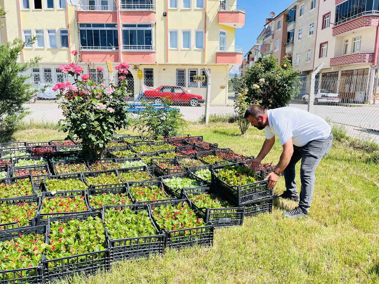 TAŞKÖPRÜ BELEDİYESİ TARAFINDAN PEYZAJ ÇALIŞMALARI KAPSAMINDA İLÇE GENELİNDE 70 BİN ADET YAZLIK...