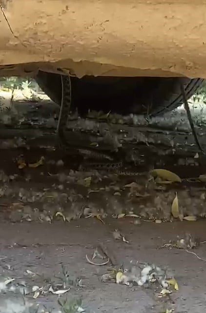 TOKAT'IN SULUSARAY İLÇESİNDE PARK HALİNDEKİ BİR OTOMOBİLİN MOTOR KISMINA GİREN YILAN, VATANDAŞLAR...