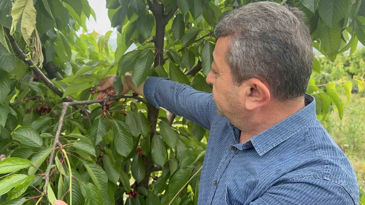 TOKAT'TA SON GÜNLERDE ETKİLİ OLAN YAĞIŞLAR NEDENİYLE ERKENCİ KİRAZLARDA ÇATLAKLAR OLUŞTU.