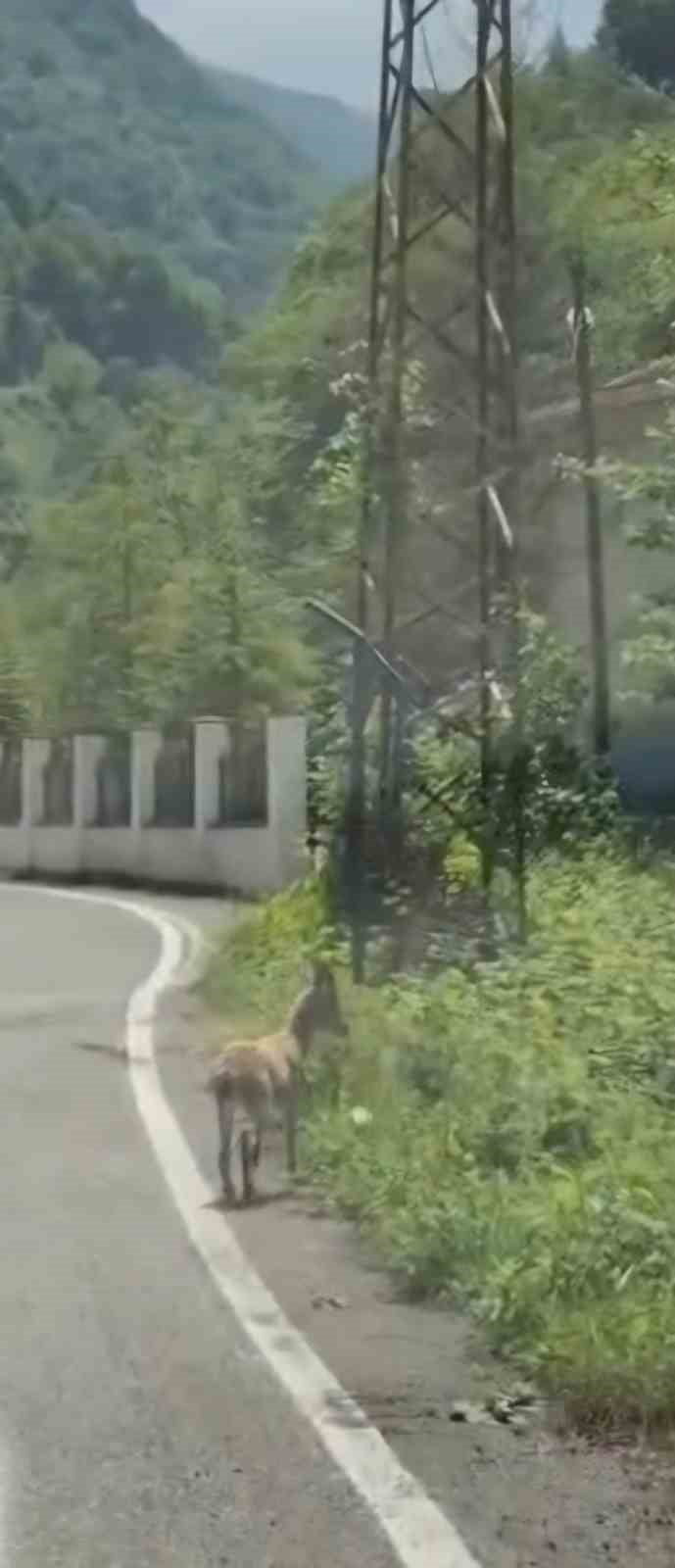 TRABZON'DA ÇENGEL BOYNUZLU DAĞ KEÇİSİ YAVRUSU İLK KEZ BİR KARAYOLUNDA GÖRÜNTÜLENDİ.