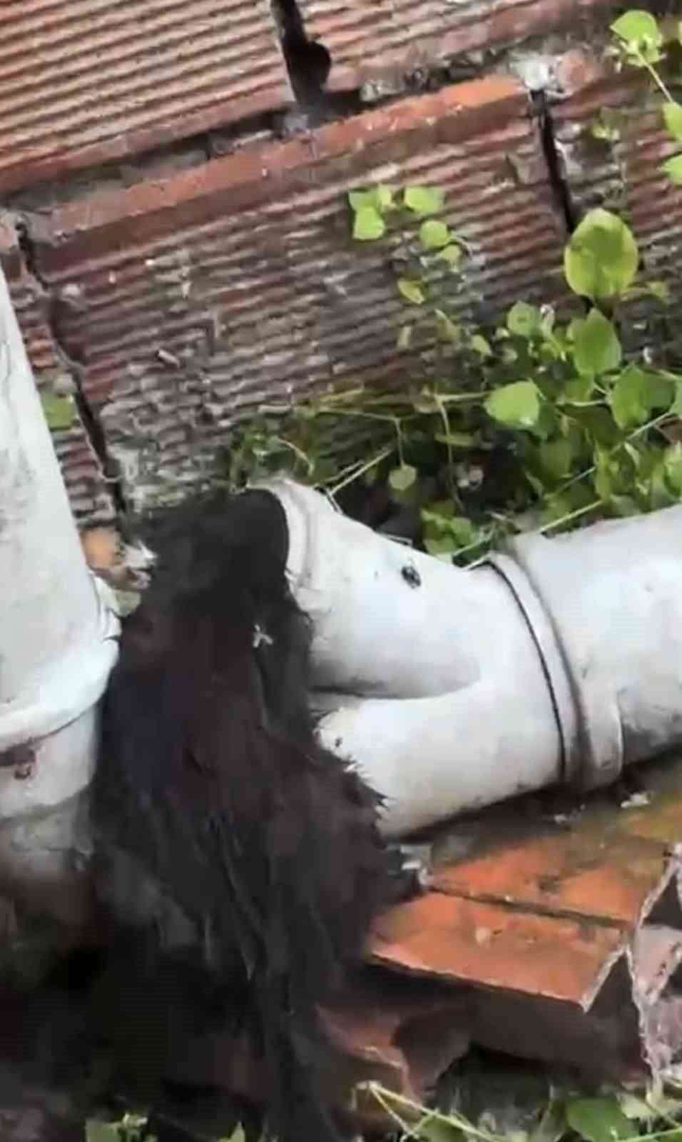 TRABZON’UN SÜRMENE İLÇESİNDE BİR BİNANIN YAĞMUR SUYU TAHLİYE BORUSUNA SIKIŞAN YAVRU KEDİ, İKİ...