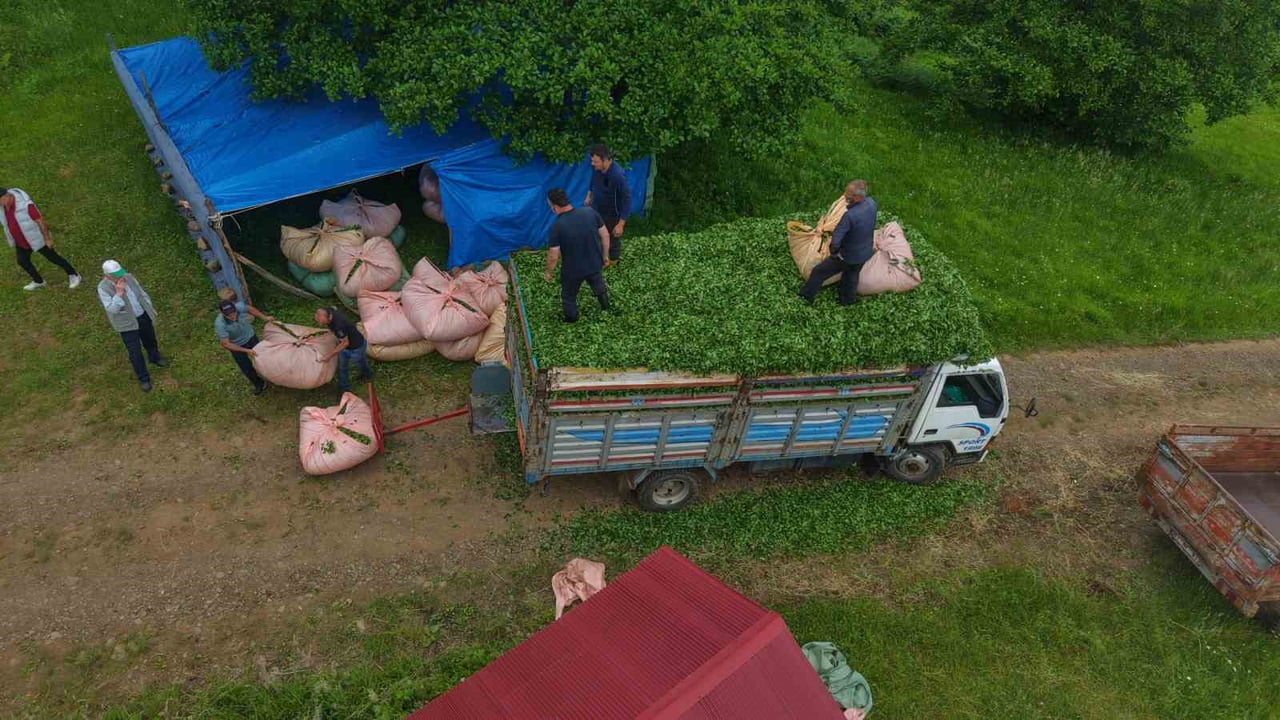 TRABZON’UN VAKFIKEBİR İLÇESİNDE MAHALLE MUHTARLIĞI YAPAN HASAN ALBAYRAK, YILLARDIR SÜRDÜRDÜĞÜ ÇAY...