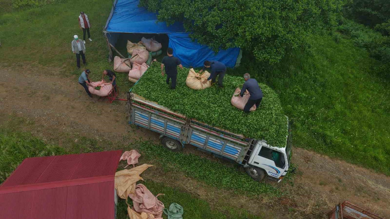 TRABZON’UN VAKFIKEBİR İLÇESİNDE MAHALLE MUHTARLIĞI YAPAN HASAN ALBAYRAK, YILLARDIR SÜRDÜRDÜĞÜ ÇAY...